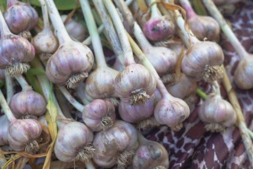 How to Grow Your Own Garlic Indoors? Use These Simple Steps