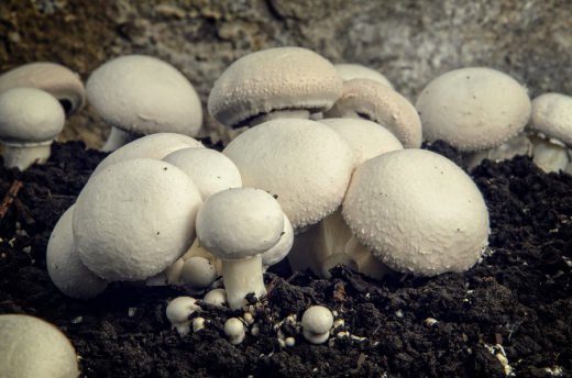 How to Grow Your Own Mushrooms? Here Are Helpful Tips