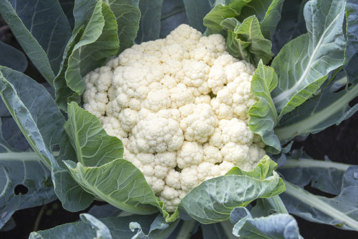 Cauliflower: A Source of Nutrients - How to Grow Your Own Cauliflower?
