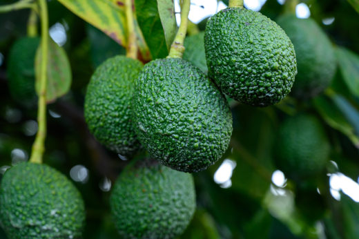 How to Grow Your Own Avocado? | A Superfood at Your Home
