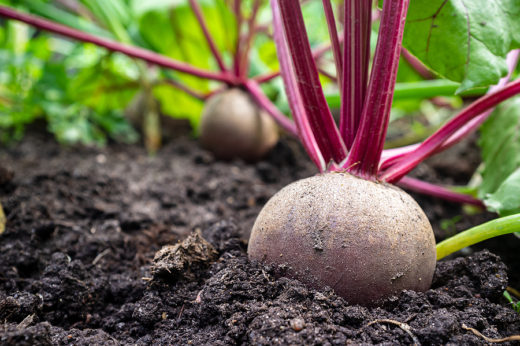 How to Grow Your Own Beetroot? | Right Conditions, Soil, and Harvesting