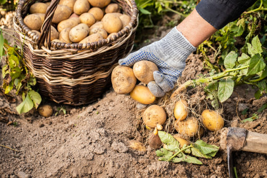 How to Grow Your Own Potatoes? Here Are the Simple Steps to Consider