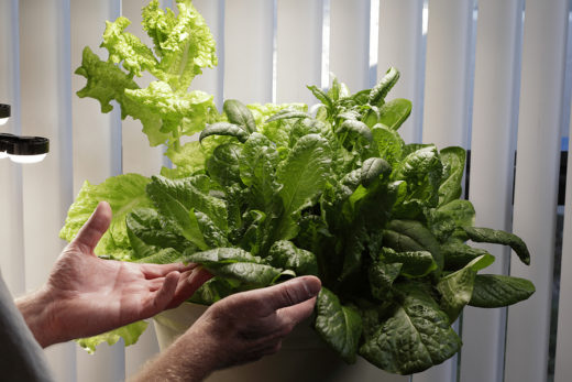Ways to Grow Your Own Food Indoors, Including Options and Benefits